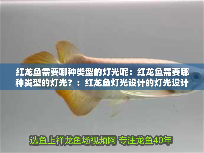 紅龍魚需要哪種類型的燈光呢：紅龍魚需要哪種類型的燈光？：紅龍魚燈光設計的燈光設計的燈光最合適