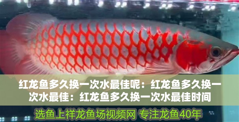 紅龍魚多久換一次水最佳呢：紅龍魚多久換一次水最佳：紅龍魚多久換一次水最佳時間