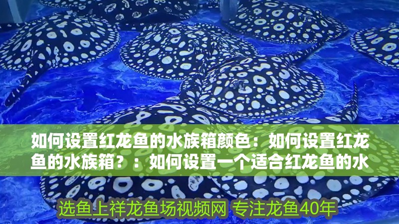 如何設置紅龍魚的水族箱顏色：如何設置紅龍魚的水族箱？：如何設置一個適合紅龍魚的水族箱