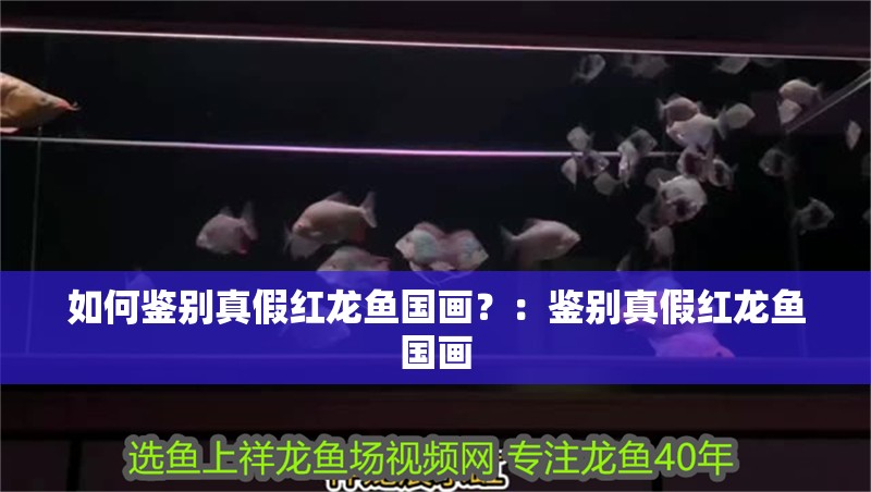 如何鑒別真假紅龍魚國畫？：鑒別真假紅龍魚國畫