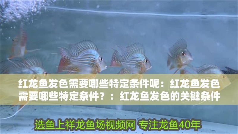 紅龍魚發色需要哪些特定條件呢：紅龍魚發色需要哪些特定條件？：紅龍魚發色的關鍵條件是影響紅龍魚發色的重要因素之一