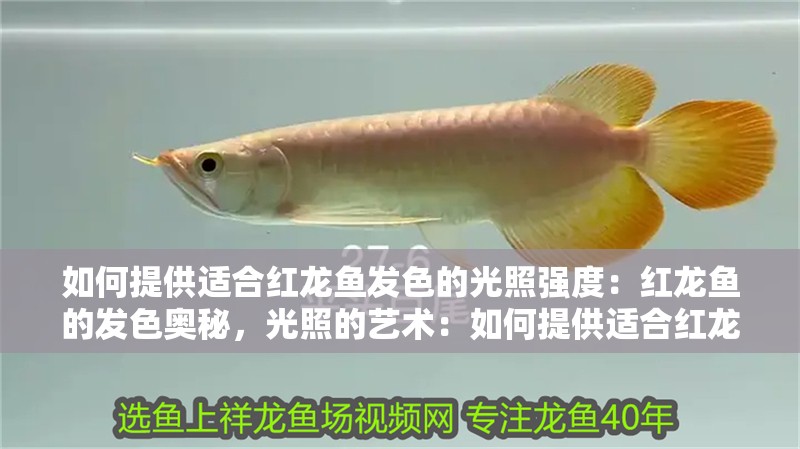 如何提供適合紅龍魚發色的光照強度：紅龍魚的發色奧秘，光照的藝術：如何提供適合紅龍魚發色的光照