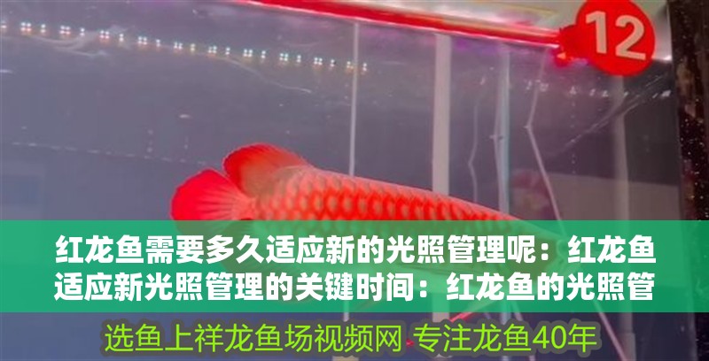 紅龍魚需要多久適應新的光照管理呢：紅龍魚適應新光照管理的關鍵時間：紅龍魚的光照管理