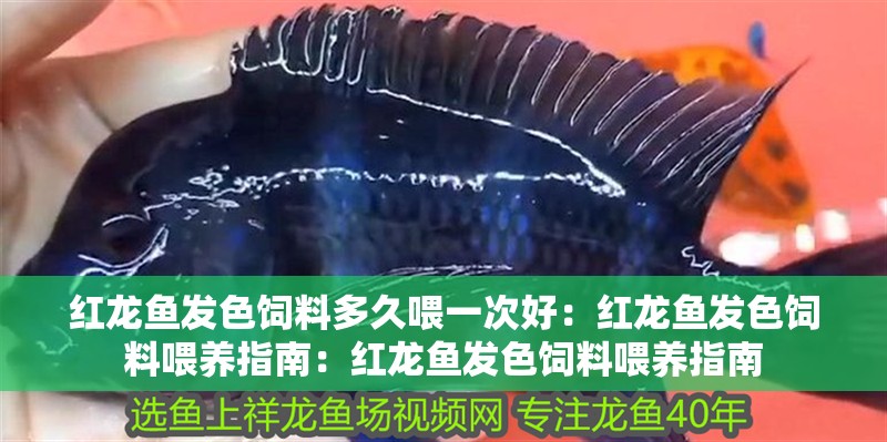 紅龍魚發(fā)色飼料多久喂一次好：紅龍魚發(fā)色飼料喂養(yǎng)指南：紅龍魚發(fā)色飼料喂養(yǎng)指南
