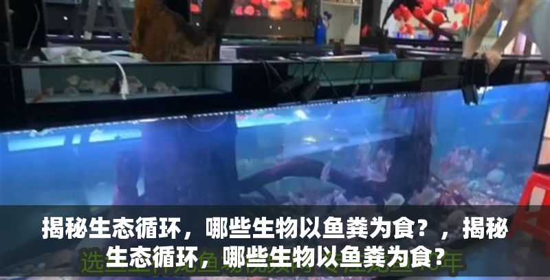 揭秘生態循環，哪些生物以魚糞為食？，揭秘生態循環，哪些生物以魚糞為食？