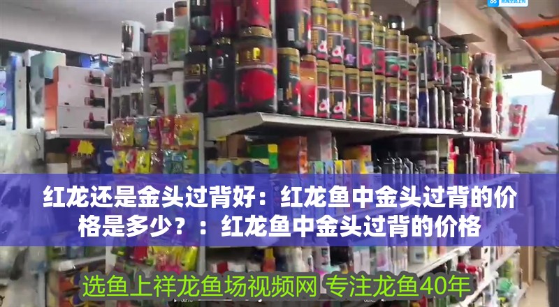 紅龍還是金頭過背好：紅龍魚中金頭過背的價格是多少？：紅龍魚中金頭過背的價格