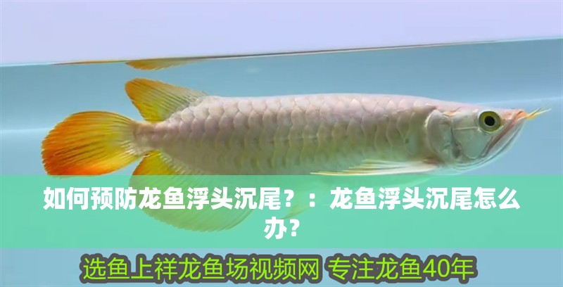 如何預(yù)防龍魚(yú)浮頭沉尾？：龍魚(yú)浮頭沉尾怎么辦？ 如何預(yù)防龍魚(yú)浮頭沉尾？：龍魚(yú)浮頭沉尾怎么辦？ 龍魚(yú)百科