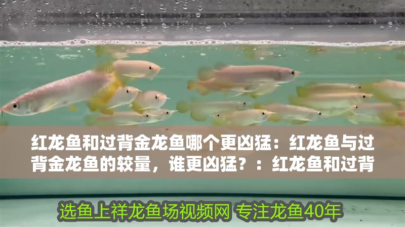 紅龍魚(yú)和過(guò)背金龍魚(yú)哪個(gè)更兇猛：紅龍魚(yú)與過(guò)背金龍魚(yú)的較量，誰(shuí)更兇猛？：紅龍魚(yú)和過(guò)背金龍魚(yú)哪個(gè)更兇呢？