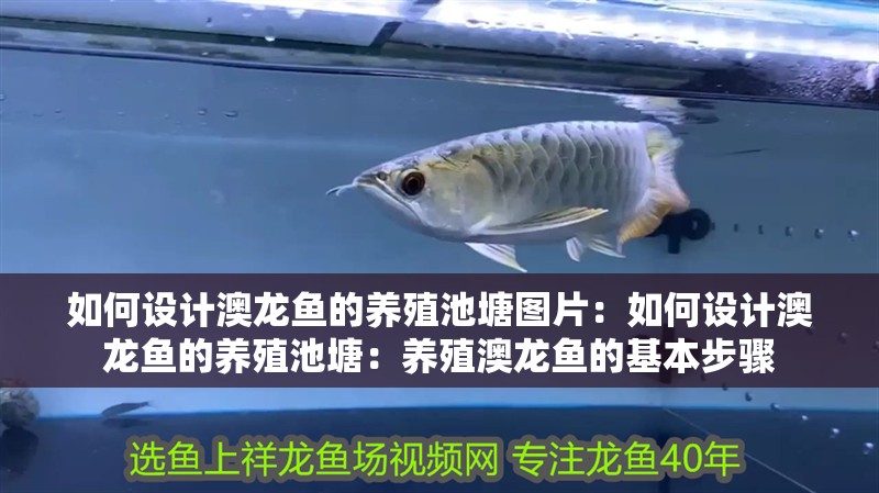 如何設計澳龍魚的養殖池塘圖片：如何設計澳龍魚的養殖池塘：養殖澳龍魚的基本步驟