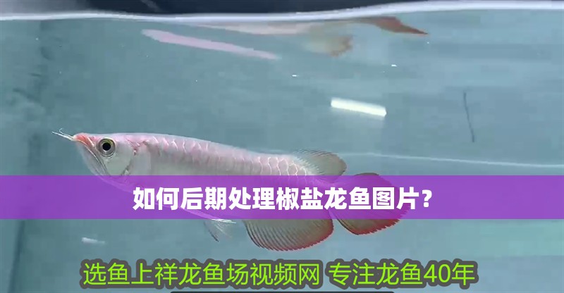 如何后期處理椒鹽龍魚圖片? 龍魚百科 第1張 如何后期處理椒鹽龍魚圖片? 如何后期處理椒鹽龍魚圖片? 龍魚百科 第1張