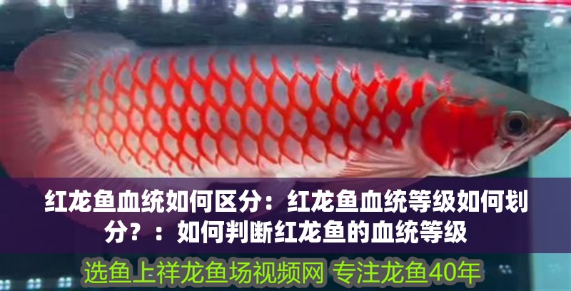 紅龍魚血統(tǒng)如何區(qū)分：紅龍魚血統(tǒng)等級如何劃分？：如何判斷紅龍魚的血統(tǒng)等級