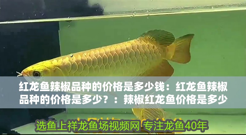紅龍魚辣椒品種的價格是多少錢：紅龍魚辣椒品種的價格是多少？：辣椒紅龍魚價格是多少辣椒紅龍魚的價格是多少 紅龍魚辣椒品種的價格是多少錢：紅龍魚辣椒品種的價格是多少？：辣椒紅龍魚價格是多少辣椒紅龍魚的價格是多少 水族問答