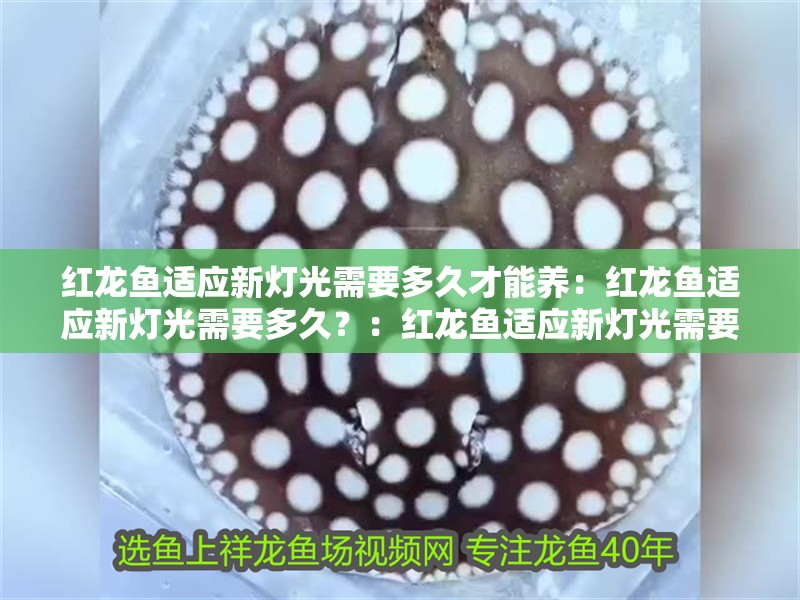 紅龍魚適應新燈光需要多久才能養：紅龍魚適應新燈光需要多久？：紅龍魚適應新燈光需要多久