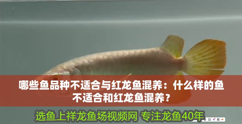 哪些魚品種不適合與紅龍魚混養：什么樣的魚不適合和紅龍魚混養？