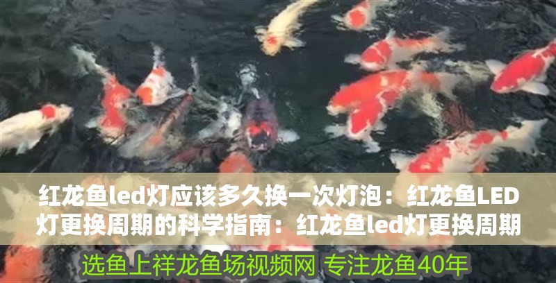 紅龍魚led燈應該多久換一次燈泡：紅龍魚LED燈更換周期的科學指南：紅龍魚led燈更換周期