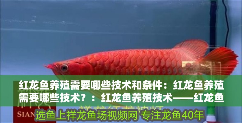 我的虎魚真菌感染了要怎么處理 紅龍魚養殖需要哪些技術和條件:紅龍魚養殖需要哪些技術?:紅龍魚養殖技術——紅龍魚飼料管理 水族問答 紅龍魚養殖需要哪些技術和條件:紅龍魚養殖需要哪些技術?:紅龍魚養殖技術——紅龍魚飼料管理 紅龍魚養殖需要哪些技術和條件:紅龍魚養殖需要哪些技術?:紅龍魚養殖技術——紅龍魚飼料管理 水族問答