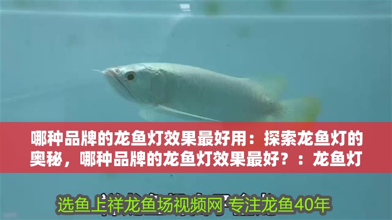 哪種品牌的龍魚燈效果最好用：探索龍魚燈的奧秘，哪種品牌的龍魚燈效果最好？：龍魚燈品牌及其龍魚燈品牌及其產品特點：龍魚燈效果最好 哪種品牌的龍魚燈效果最好用：探索龍魚燈的奧秘，哪種品牌的龍魚燈效果最好？：龍魚燈品牌及其龍魚燈品牌及其產品特點：龍魚燈效果最好 水族問答