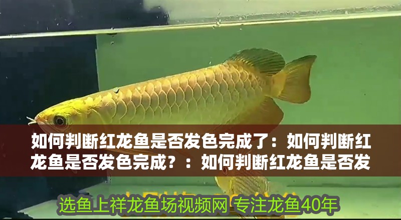 如何判斷紅龍魚是否發色完成了：如何判斷紅龍魚是否發色完成？：如何判斷紅龍魚是否發色完成