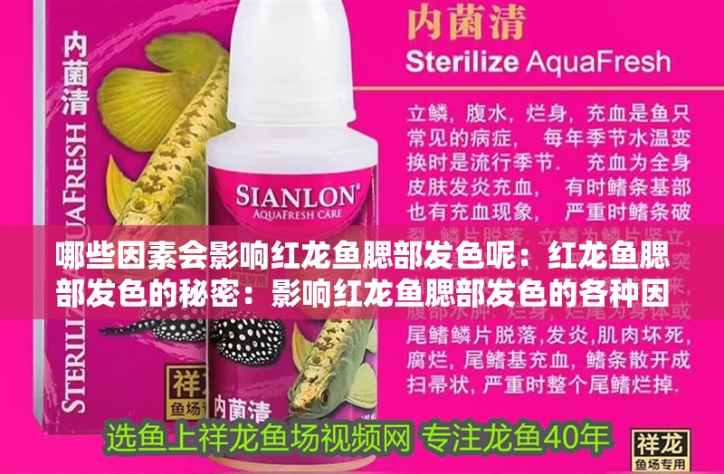 哪些因素會影響紅龍魚腮部發色呢：紅龍魚腮部發色的秘密：影響紅龍魚腮部發色的各種因素