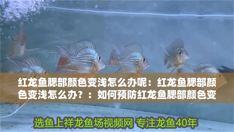 什么魚能和龍魚、虎魚混養(龍魚能和虎魚混養嗎) 紅龍魚腮部顏色變淺怎么辦呢:紅龍魚腮部顏色變淺怎么辦?:如何預防紅龍魚腮部顏色變淺 水族問答 紅龍魚腮部顏色變淺怎么辦呢:紅龍魚腮部顏色變淺怎么辦?:如何預防紅龍魚腮部顏色變淺 紅龍魚腮部顏色變淺怎么辦呢:紅龍魚腮部顏色變淺怎么辦?:如何預防紅龍魚腮部顏色變淺 水族問答
