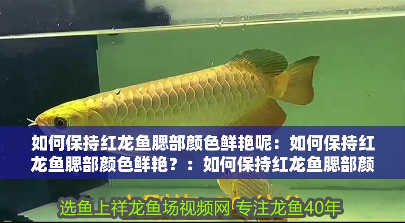如何保持紅龍魚腮部顏色鮮艷呢：如何保持紅龍魚腮部顏色鮮艷？：如何保持紅龍魚腮部顏色鮮艷