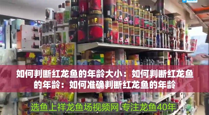 如何判斷紅龍魚的年齡大?。喝绾闻袛嗉t龍魚的年齡：如何準確判斷紅龍魚的年齡