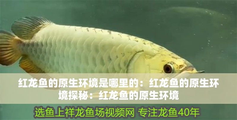 紅龍魚的原生環(huán)境是哪里的：紅龍魚的原生環(huán)境探秘：紅龍魚的原生環(huán)境 紅龍魚的原生環(huán)境是哪里的：紅龍魚的原生環(huán)境探秘：紅龍魚的原生環(huán)境 水族問答