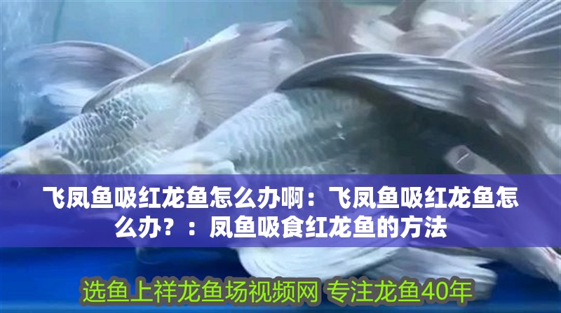 飛鳳魚吸紅龍魚怎么辦?。猴w鳳魚吸紅龍魚怎么辦？：鳳魚吸食紅龍魚的方法