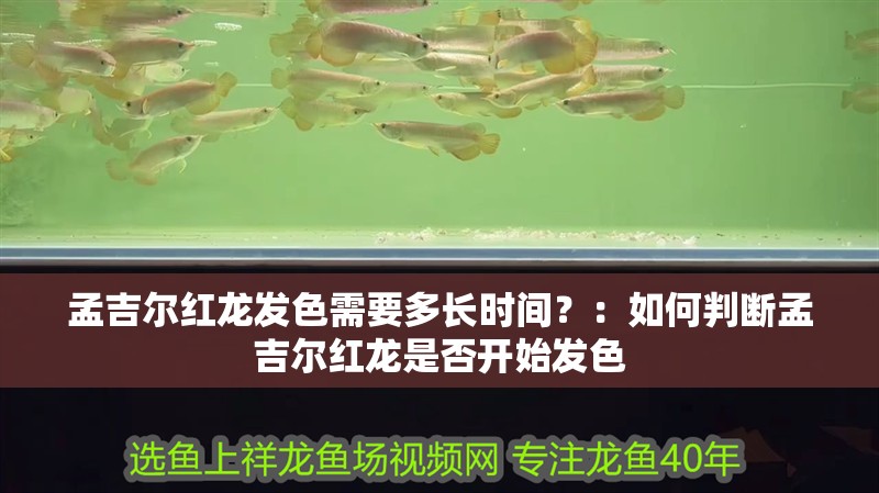 孟吉爾紅龍發(fā)色需要多長(zhǎng)時(shí)間？：如何判斷孟吉爾紅龍是否開(kāi)始發(fā)色