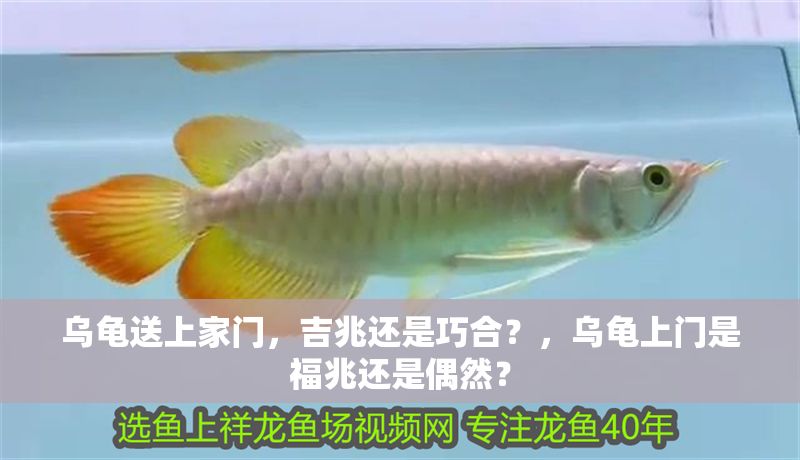 烏龜送上家門，吉兆還是巧合？，烏龜上門是福兆還是偶然？
