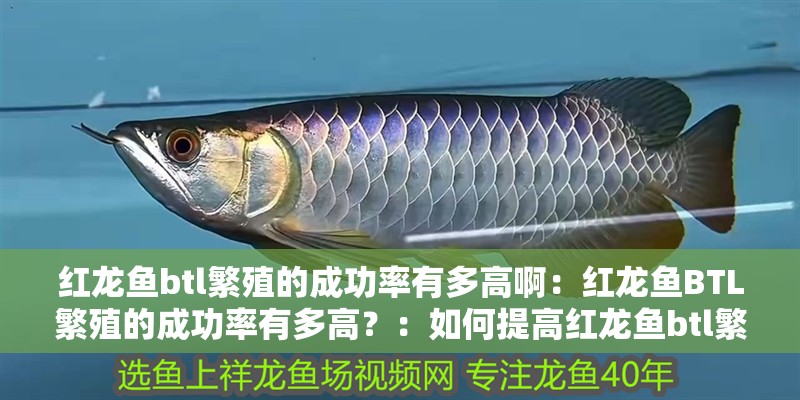 紅龍魚btl繁殖的成功率有多高?。杭t龍魚BTL繁殖的成功率有多高？：如何提高紅龍魚btl繁殖的成功率