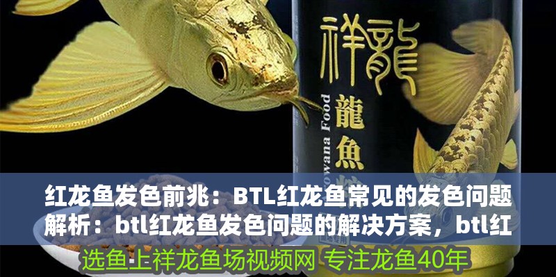 紅龍魚發色前兆：BTL紅龍魚常見的發色問題解析：btl紅龍魚發色問題的解決方案，btl紅龍魚發色前兆