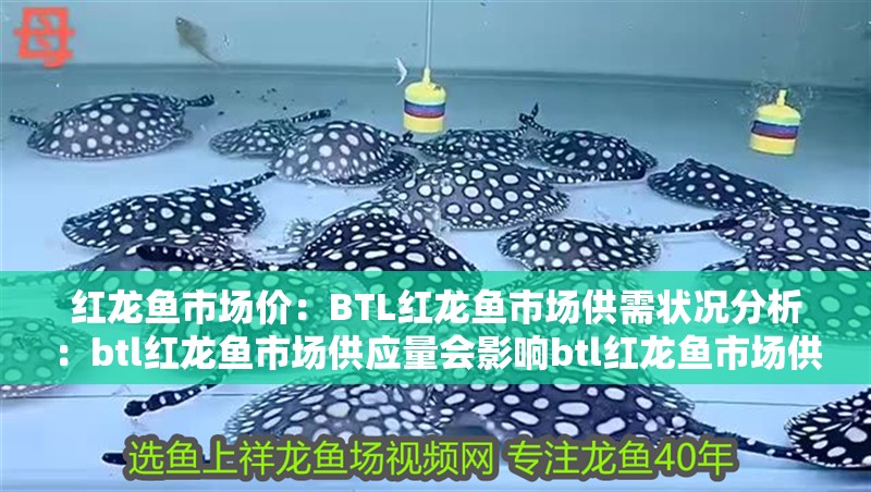 紅龍魚市場價：BTL紅龍魚市場供需狀況分析：btl紅龍魚市場供應量會影響btl紅龍魚市場供應量