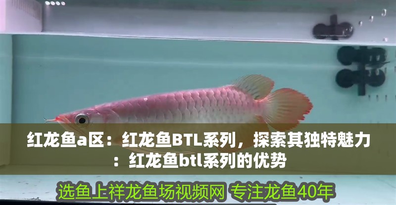 紅龍魚a區(qū)：紅龍魚BTL系列，探索其獨特魅力：紅龍魚btl系列的優(yōu)勢
