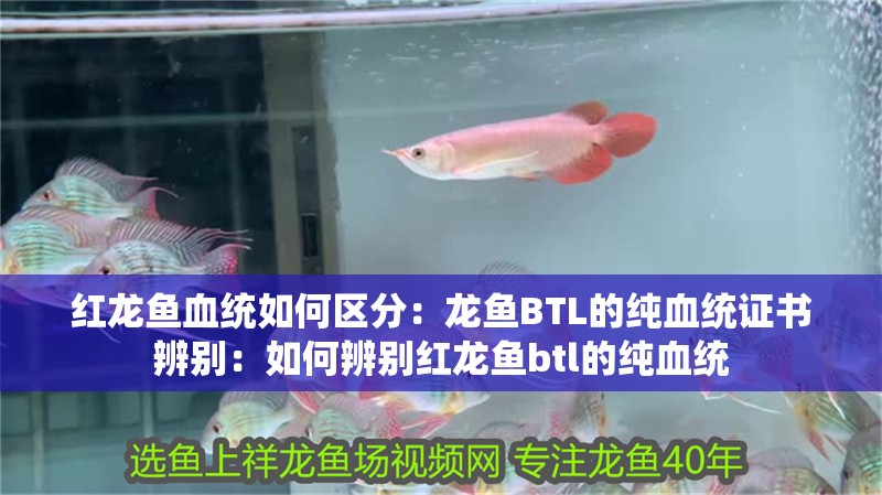 紅龍魚血統如何區分：龍魚BTL的純血統證書辨別：如何辨別紅龍魚btl的純血統