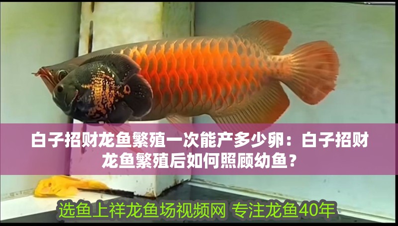 白子招財龍魚繁殖一次能產多少卵：白子招財龍魚繁殖后如何照顧幼魚？