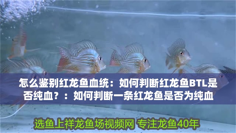 怎么鑒別紅龍魚血統(tǒng)：如何判斷紅龍魚BTL是否純血？：如何判斷一條紅龍魚是否為純血