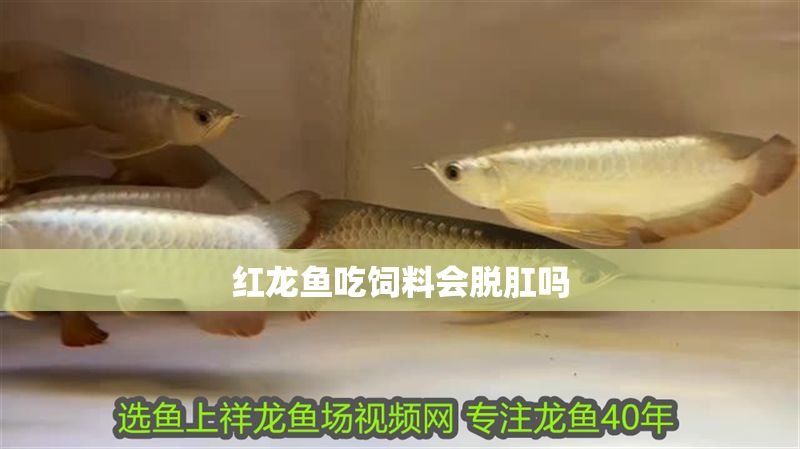 紅龍魚吃飼料會脫肛嗎 紅龍魚吃飼料會脫肛嗎 龍魚百科 第1張