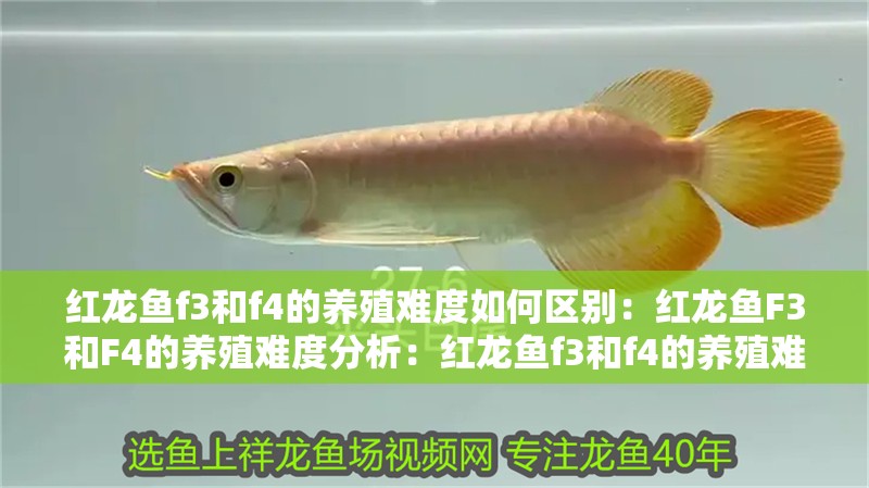 龍魚干蝦有營養嗎 紅龍魚f3和f4的養殖難度如何區別:紅龍魚F3和F4的養殖難度分析:紅龍魚f3和f4的養殖難度 水族問答 紅龍魚f3和f4的養殖難度如何區別:紅龍魚F3和F4的養殖難度分析:紅龍魚f3和f4的養殖難度 紅龍魚f3和f4的養殖難度如何區別:紅龍魚F3和F4的養殖難度分析:紅龍魚f3和f4的養殖難度 水族問答