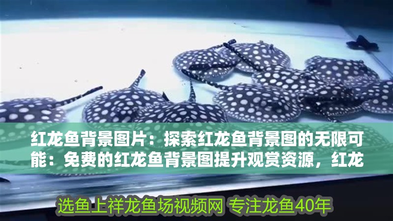 紅龍魚背景圖片：探索紅龍魚背景圖的無限可能：免費(fèi)的紅龍魚背景圖提升觀賞資源，紅龍魚背景圖設(shè)計(jì)