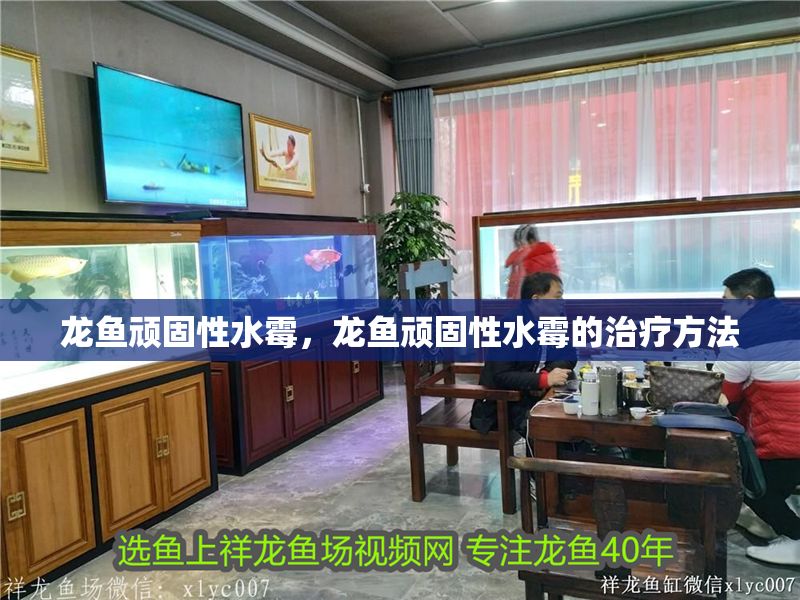 龍魚頑固性水霉，龍魚頑固性水霉的治療方法