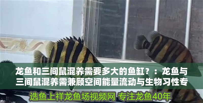 龍魚和三間鼠混養需要多大的魚缸？：龍魚與三間鼠混養需兼顧空間能量流動與生物習性專業建議