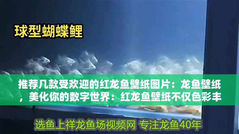 推薦幾款受歡迎的紅龍魚壁紙圖片：龍魚壁紙，美化你的數字世界：紅龍魚壁紙不僅色彩豐富，而且畫面生動，給人一種身臨其境的感覺