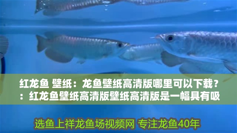 紅龍魚 壁紙：龍魚壁紙高清版哪里可以下載？：紅龍魚壁紙高清版壁紙高清版是一幅具有吸引力的圖片
