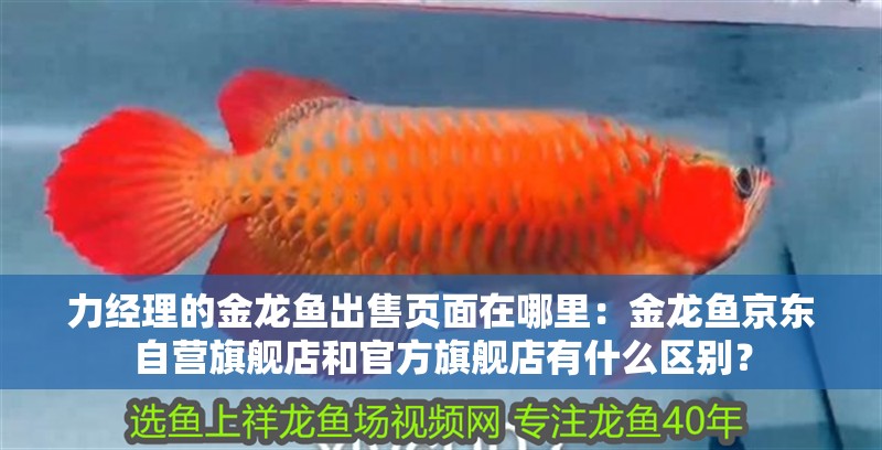 力經理的金龍魚出售頁面在哪里：金龍魚京東自營旗艦店和官方旗艦店有什么區別？
