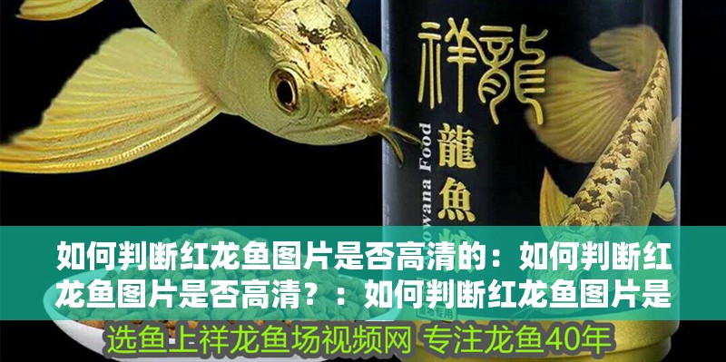 如何判斷紅龍魚圖片是否高清的：如何判斷紅龍魚圖片是否高清？：如何判斷紅龍魚圖片是否高清