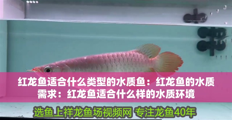 紅龍魚適合什么類型的水質魚：紅龍魚的水質需求：紅龍魚適合什么樣的水質環境