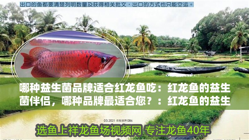 哪種益生菌品牌適合紅龍魚(yú)吃：紅龍魚(yú)的益生菌伴侶，哪種品牌最適合您？：紅龍魚(yú)的益生菌品牌