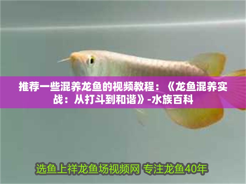 推薦一些混養龍魚的視頻教程：《龍魚混養實戰：從打斗到和諧》-水族百科