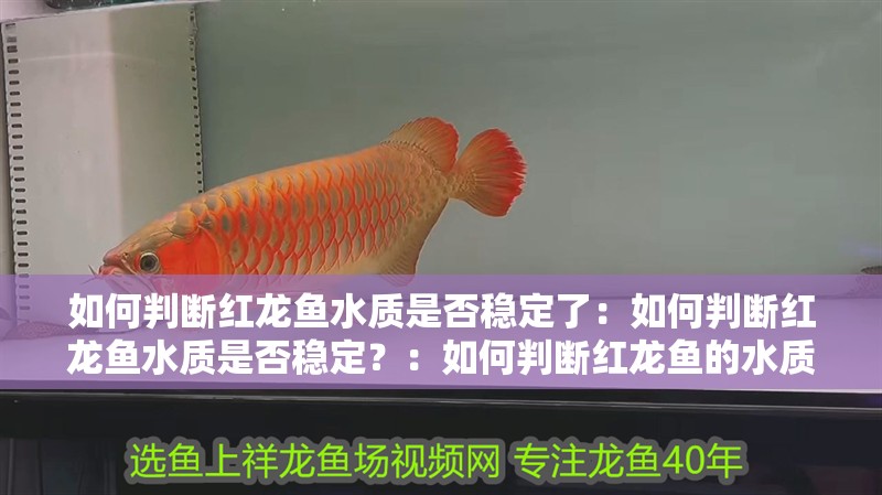 如何判斷紅龍魚水質(zhì)是否穩(wěn)定了：如何判斷紅龍魚水質(zhì)是否穩(wěn)定？：如何判斷紅龍魚的水質(zhì)是否穩(wěn)定